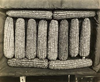 (CORN AND AGRICULTURAL PRODUCE) Archive with more than 135 photographs relating to the cultivation of corn and